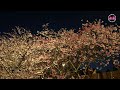 2023內湖活樂公園 樂活夜櫻季璀璨登場！cherry blossoms in taiwan brilliant cherry blossoms at night