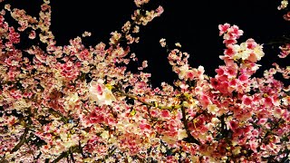 2023內湖活樂公園-樂活夜櫻季璀璨登場！Cherry Blossoms in Taiwan - Brilliant Cherry Blossoms at Night