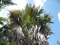 corypha umbraculifera palm