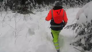 Siemenpuu hakkuu.mf35 töissä lumisessa metässä.MF35 working in a snowy forest.