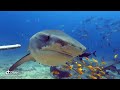 tiger shark feeding dives @ beqa lagoon fiji