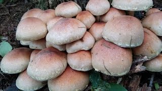 우리 산야의 식용버섯 개암버섯(Naematoloma sublateritium)