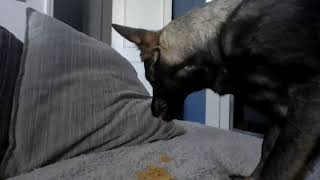 Ava Nicks My Doritos