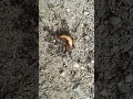 74 芋虫を襲う蟻 ant attacking caterpillar