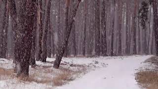 Winter Snowstorm & Howling Wind in the Forest Blizzard Sound for  sleeping ,focus and Relaxation