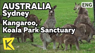 【K】Australia Travel-Sydney[호주 여행-시드니]코알라 파크/Sydney/Koala Park Sanctuary/Kangaroo