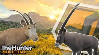 Double Diamond Gemsbok + Rare Gold Fur Gemsbok! | theHunter Call of the Wild