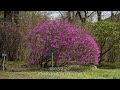 240509 日光植物園 桜 v2