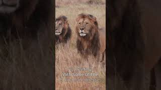 Maasai Mara Sightings Today 14/08/21 (Lions, Leopard, etc) | Zebra Plains | #Wildlife #ShortsAfrica