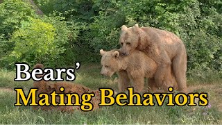 Surprising Facts about Bears Mating Behaviors | Footages of Bears Mating