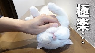 飼い主のあご撫での妙技にたまらずへそ天してしまう猫！