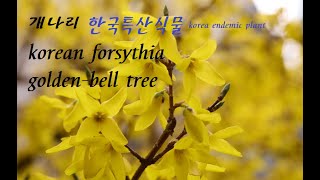 개나리-golden-bell tree.(korean forsythia)