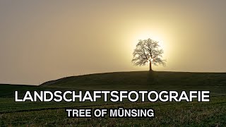 Landschaftsfotografie - Tree of Münsing