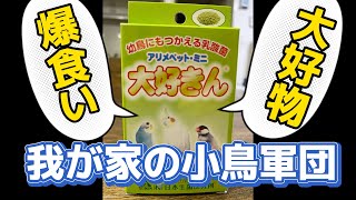 小鳥用のおやつ爆食い、すごいぞこのおやつ　　#インコ  #コザクラインコ  #birds