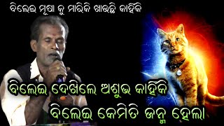 ବିଲେଇ ଦେଖିଲେ ଅଶୁଭ କାହିଁକି।Gahani Ganti।Odia Gahani।Kothisala Gahani।Prashna uttara @RKstudiopage