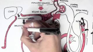 Part II - Regulation of Blood Pressure (Hormones)