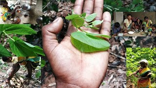 Kuler Saag, Koinar Saag, koilar bhaji, cooking \u0026 eating |indian food eating,)