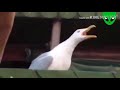 screaming seagull