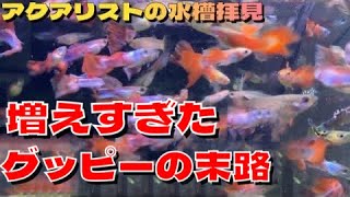 増えまくるグッピー水槽！稚魚を食べないグッピーが爆繁殖！元気に増やす方法！　増えすぎたグッピーをもらう。＃グッピー