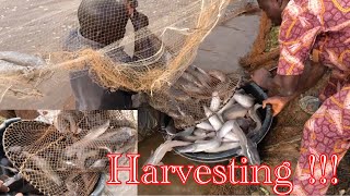 How To Harvest Catfish In A Natural Catfish Pond In Nigeria - Baba Folake Harvesting Catfish