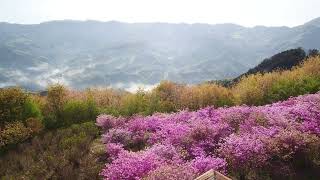 ぷちでらっくすさん 埼玉県　美の山公園からの眺め