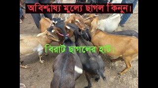 Big Cattle Market in Bangladesh|| বিরাট ছাগলের হাট।। অবিশ্বাস্য মুল্যে ছাগল কিনুন।  #goat #cattle