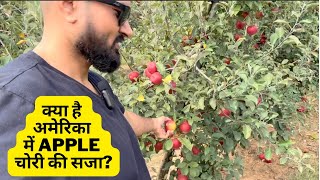 Aaiye Apple baag Mein Maza Lijiye | सेब ka bhaag | American lifestyle vlog  | Yummycookroom