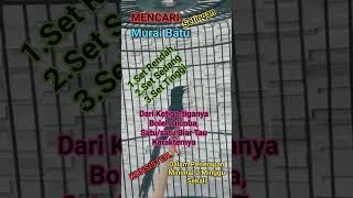 MENCARI SETINGAN MURAI BATU #kicaumania #masteranburungmurai #kicaumanianusantara#muraibatumedan