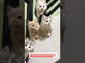 pasti suka cute‼️ cat catlover cats kucing kucinglucu gemoy cute subscribe shorts fyp