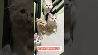 PASTI SUKA CUTE‼️ #cat #catlover #cats #kucing #kucinglucu #gemoy #cute #subscribe #shorts #fyp