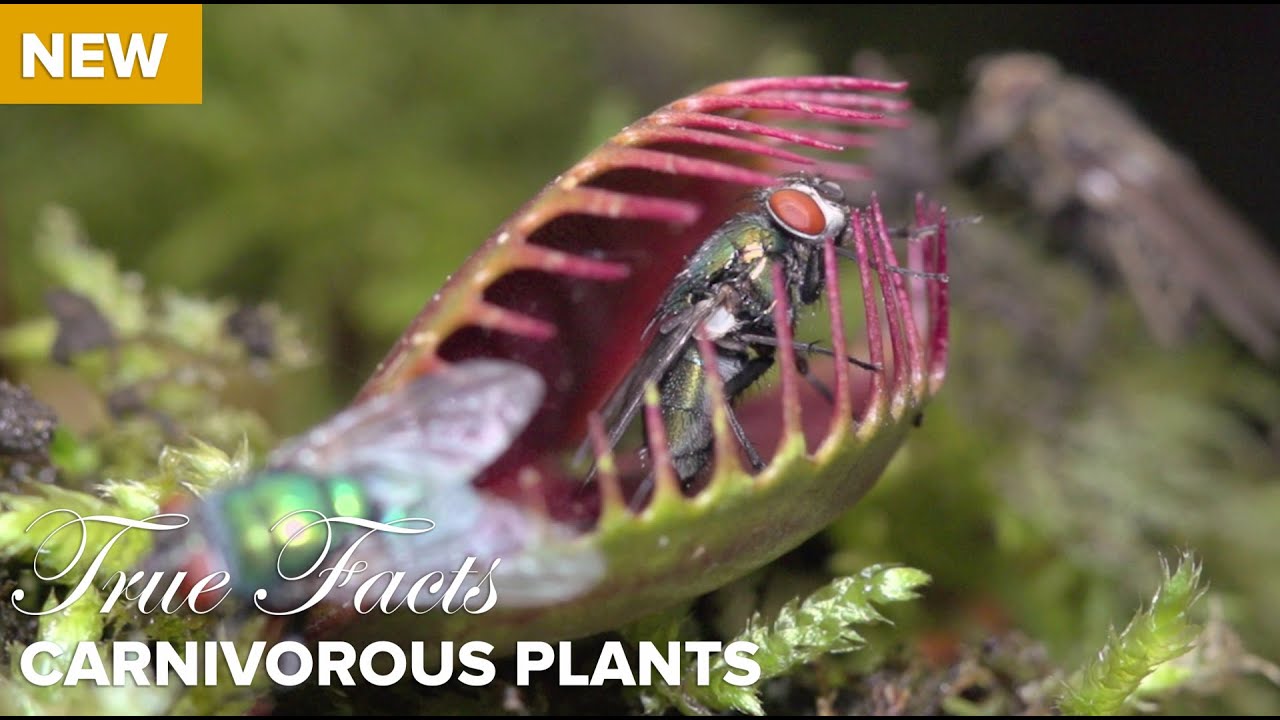 True Facts : Carnivorous Plants
