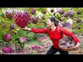 Harvesting Custard Apple & Goes to the Market Sell - Harvesting & Cooking || Ly Thi Hang Daily Life