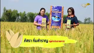 สองสาวพารวย นาข้าว คุณธัญญารัตน์ อ.ลาดยาว จ.นครสวรรค์ ปุ๋ยมูลค้างคาวสูตร 633 แอดมินพี่โอ๋ 0634979322