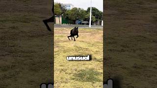 Breeding This Dog Is Pretty Much Illegal Now