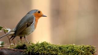 Nature beauty and soothing music प्रकृति सौंदर्य और सुखदायक संगीत