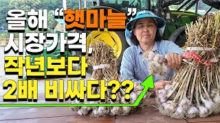 2배 오른 마늘 양파가격, 앞으로 더 오른다? 마늘 시장가격 마늘시세 - the price of garlic