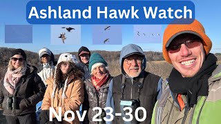 Ashland Hawk Watch Update Week 13: Highlights and Raptor Identification Practice (Nov. 23-30, 2024)