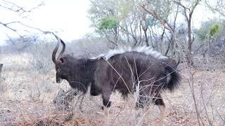 [PointFOOTAGE] Animals - antelope nyala walking in bush Savannah - FS - 9773682