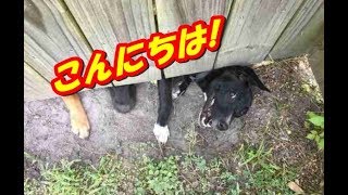 どこかから視線を感じていた少年、 ふと下を見ると隣の家の犬が覗いていた！