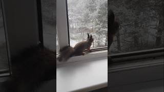 Cold Winter: Wild Squirrel Asking for Nuts and Warmth!