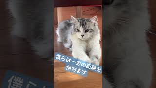 僕らは一定の距離を保つ事で成り立っているのにゃ　#猫のいる暮らし #サイベリアン大好き #cat #ねこ #サイベリアン #猫のいる生活 #猫好きさんと繋がりたい #一定の距離を保つ猫