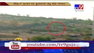 Amreli : Lion and lioness chased farmers up to 3 kms in Khamba's Ningala village-Tv9