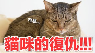 【好味小姐】貓咪的復仇！！！｜好味貓日常198