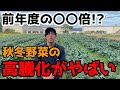 【異常】秋冬野菜の高騰化が止まらない理由といつまで続くかについて。【家庭菜園】