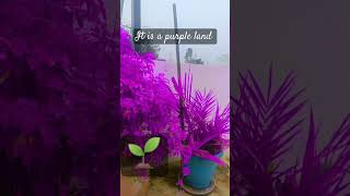 Plant purple land🌱