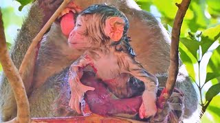 Best Action Newborn!! Action young mother giving birth babies very wet till now not nursing well