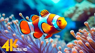 Aquarium 4K VIDEO (ULTRA HD) 🐠 Beautiful Coral Reef Fish - Relaxing Sleep Meditation Music #9
