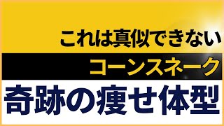 珍しい痩せ方をしたコーンスネークが来ました