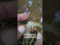 cara pasang umpan udang agar tidak mudah lepas umpan umpanmancing umpanjitu udang mancing