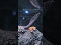 Scary sea Eel fish